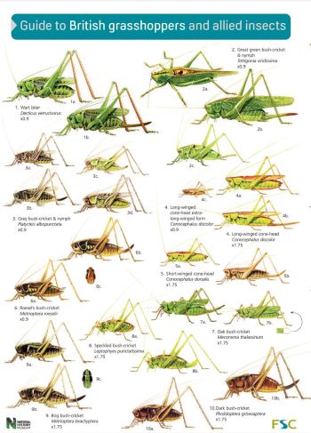 British Grasshoppers and allied insects