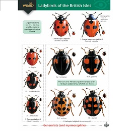 Guide to Ladybirds of the British Isles